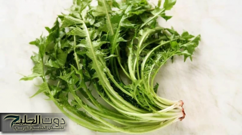 الخس البري.. العشبة الطبيعية التي تعزز الصحة وتدعم جهاز المناعة