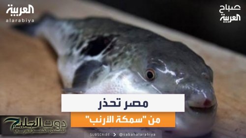 تحذير صحي خطير: سمكة الأرنب السامة تهدد حياتك خلال ساعات.. كيف تحمي نفسك؟