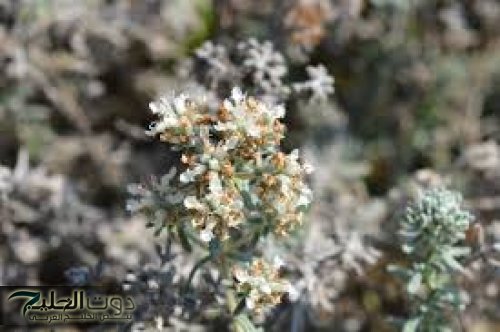 عشبة الجعدة.. فوائد صحية مذهلة وتأثير سحري قد يغير حياتك!