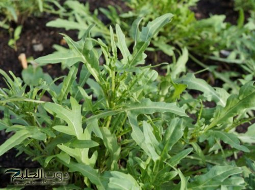 الخس البري: عشبة سحرية لصحة الكبد، القلب والجهاز التنفسي رغم رائحتها النفاذة!