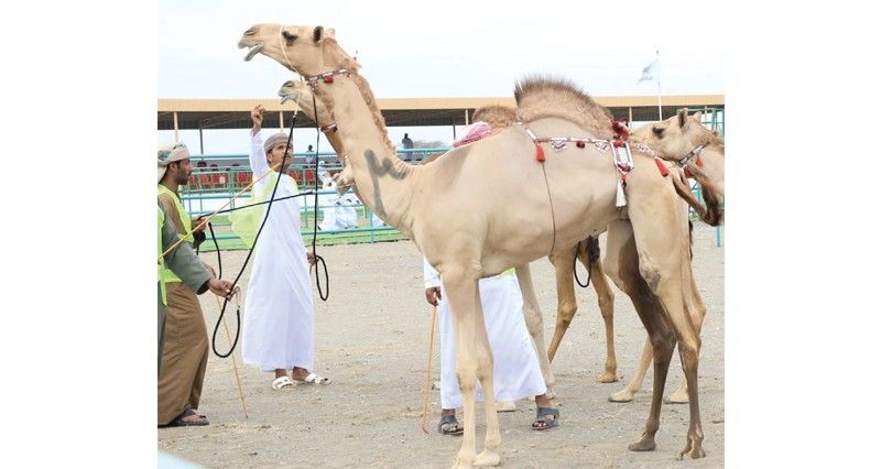 انطلاق مهرجان المزاينة بطوي الشاوي بالمصنعة