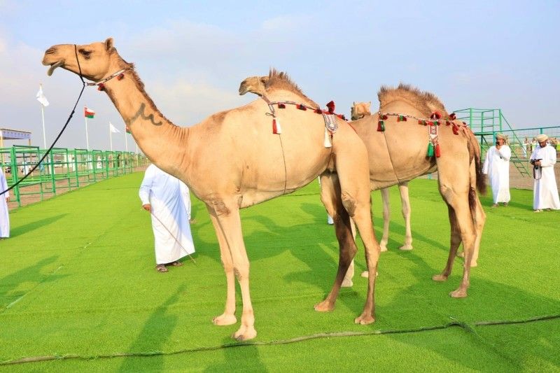 تواصل مسابقة المزاينة بطوي الشاوي بالمصنعة