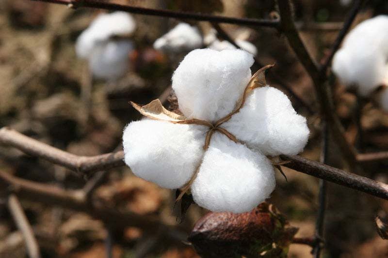 تقرير أمريكي يتوقع 25% تراجعا في إنتاج القطن المصري العام…