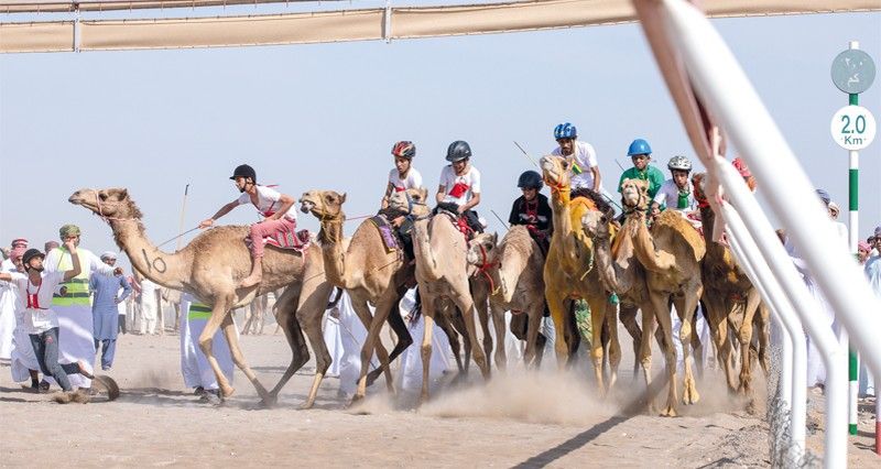 تواصل منافسات مهرجان كأس جلالته للهجن بمضمار الفليج ببركاء