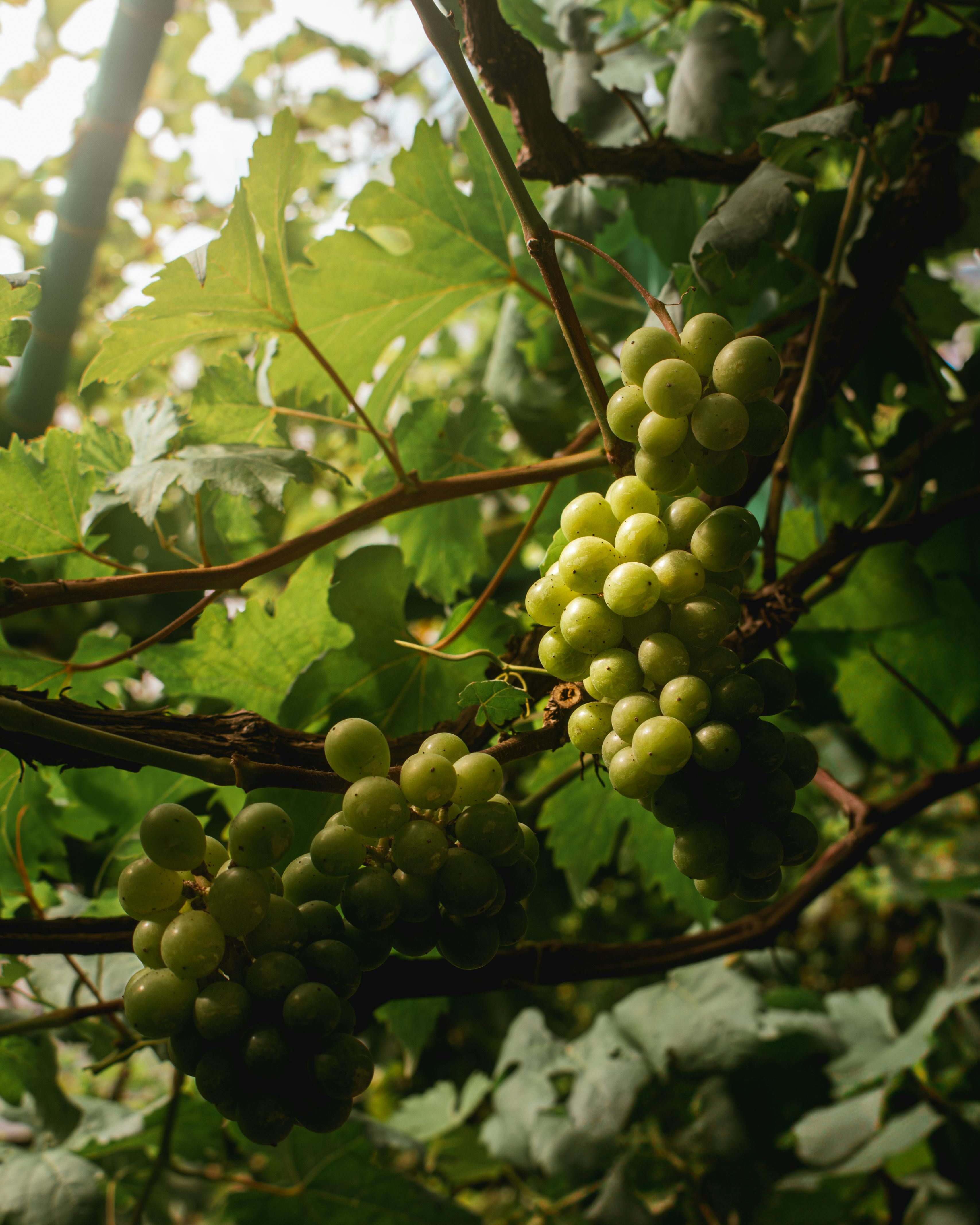 بديلٌ مثالي للسكر: إليكِ ما تحتاجين معرفته عن مُحلي فاكهة الراهب