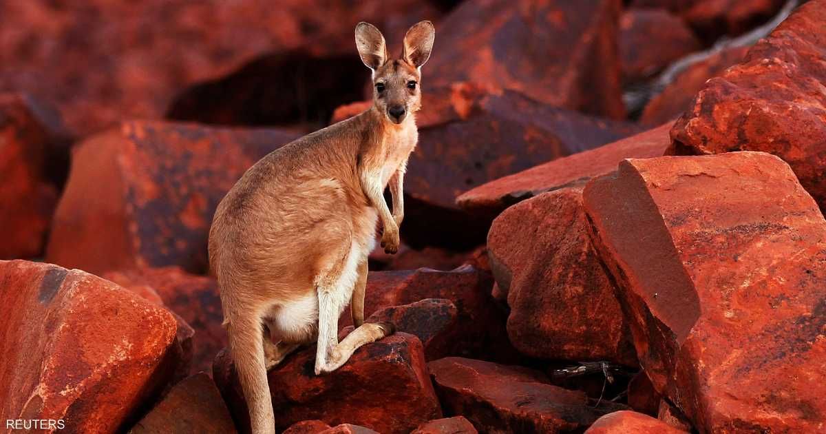 العالم اليوم - فيديو.. كنغر شارد يتسبب بأزمة مرورية في أميركا