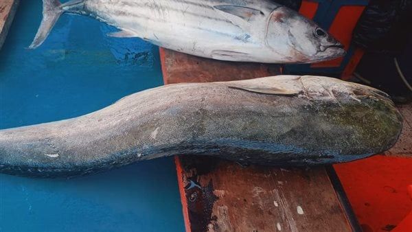 وزنها يصل لـ300 كجم.. أسماك التونة تغزو أسواق دمياط وسط إقبال المواطنين عليها