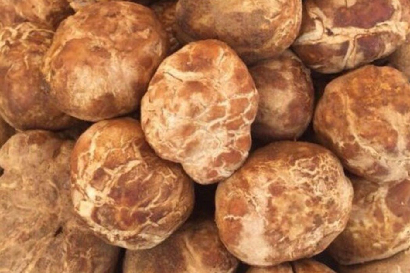 تحذير صارم: 100 ألف ريال غرامة فورية لكل مخالفة تتعلق بـ “الفقع” في السعودية!