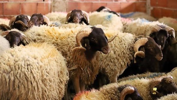 اليوم.. لقاء توعوي لفرع منظمة خريجي الأزهر بمطروح يناقش أحكام الأضحية وفضل العشر الأوائل من ذي الحجة