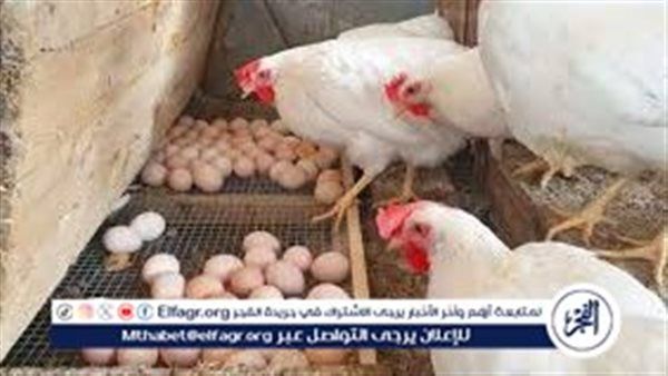 أسعار الدواجن اليوم الأحد الموافق 25-5-2025 فى سوهاج