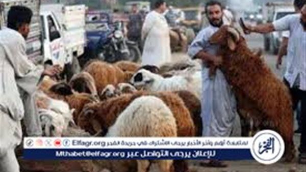 أحدث عروض وأسعار الأضاحي..كيف تختار الأضحية المناسبة؟