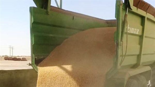 محافظ أسوان يتابع توريد 355 ألف و466 طن من القمح بالصوامع والشون