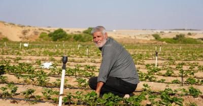 أخبار اليمن : انهيار النظام الزراعي في غزة