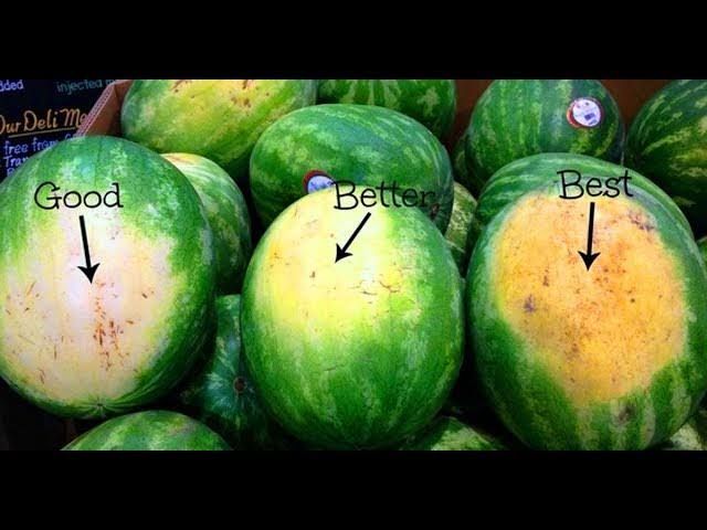 “محدش هيعرف يضحك عليك.. حركة واحدة بالموبايل هتخليك تعرف البطيخة الحمرا من قبل ما تمسكها.. لا تخبر بها احد