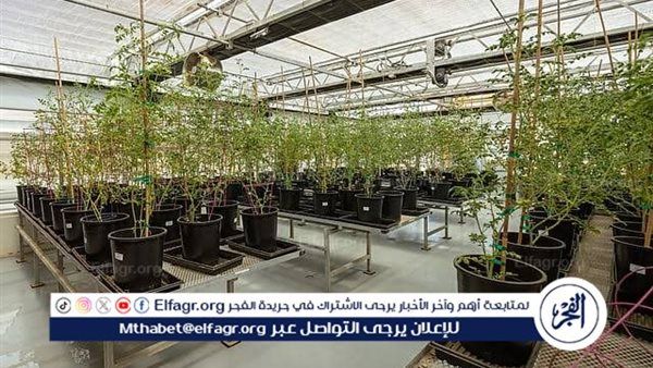 تقنية هجينة من "كاوست" تحقق قفزة نوعية في إنتاجية المحاصيل الزراعية في المناخات الحارة