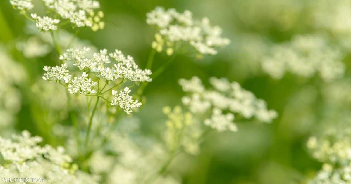 العالم اليوم - منها تخفيف الاكتئاب والالتهابات.. 7 فوائد صحية لليانسون