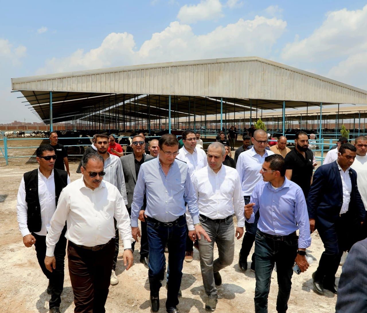 البنك الزراعي المصري يمول شراء 2000 رأس ماشية لدعم صغار…