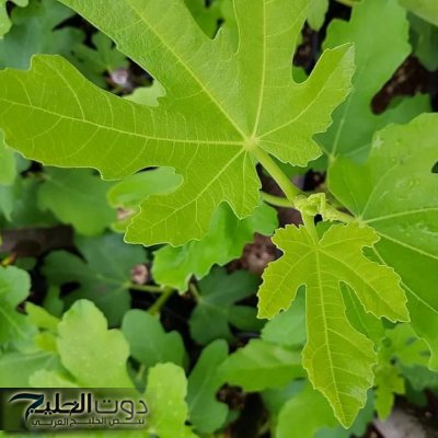 "لو عرفته مش هتشرب غيره كل ليلة!!".. ورق التين هيغير جسمك من أول أسبوع والدكاترة بيندهشوا