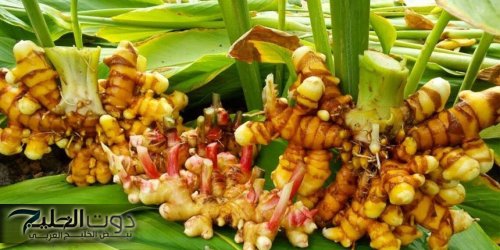 «ضاع عمرك وانت متعرفش» .. عشبة طبيعية تضبط مستوي السكر في الدم وتحارب الشيخوخة والتجاعيد وتمنح القوة والشباب