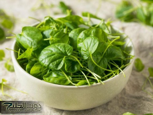 هبة من الله لعباده .. نبتة خضراء برخص التراب تزرع في مصر واليمن يحارب الشيخوخة ويضبط السكر في الدم