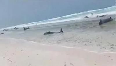 أخبار اليمن : الزراعة تحذّر من كارثة بيئية في سقطرى