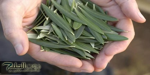 "معجزة ربانية حيرت العالم بأكمله”..لن تصدق ماذا تحتويه أوراق هذه الشجرة من فوائد للجسم