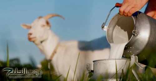 "كنز من بيوت الإيطالييين".. فوائد مذهلة في " حليب الماعز" ضاع عمرك وأنت لا تعلمها سوف