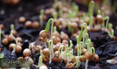 ودع ابر الانسولين للابد نبات جبلي رخيص الثمن ويباع بكثرة في كل الأسواق نبات ولهو مفعولة سحري يحفز إنتاج