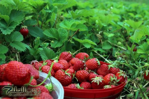 "هتنزل تشتريها حالا"... نوع من الفواكه الصيفيه تعيد الشباب و تقوي المناعه... هتاكل كيلو لوحدك!!