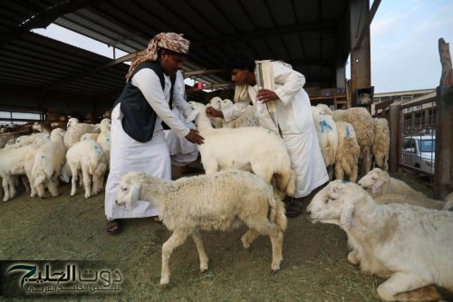 السعودية: تجميد 820 ألف أضحية بتقنيات حديثة لحين توزيعها