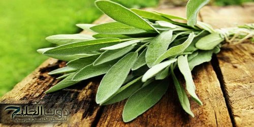 "هتلاقيها جوة مضبخك"...عشبة سحرية ومفعولها سريع تقوي الذاكرة وتعالجك من التهاب المفاصل وهشاشة