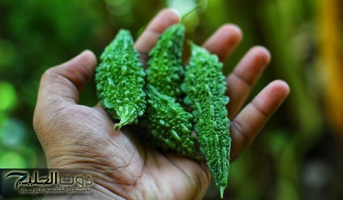 “ضاع عمرنا واحنا منعرفش الكنز الكبير ده” .. عشبة جبارة تخفض السكر التراكمي في الدم فوراً خلال 30 دقيقة
