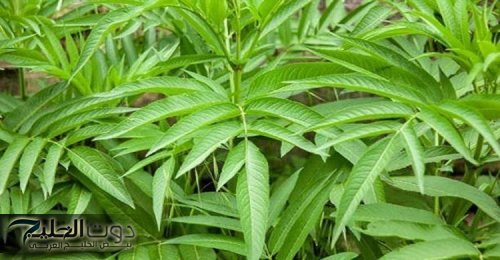 "الدهون هتسيح وهتبقى رشيق".. الفنانين الكبار يكشفون عن عشبة خارقة لإذابة الكرش ودهون البطن العنيدة