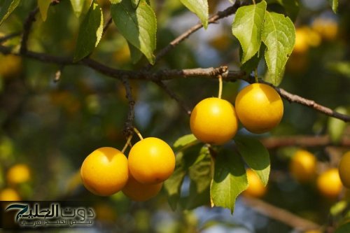 "روسيا هتموت وتزرعها عندها!!!" .. فاكهة تمنع ارتفاع السكر في الدم وتخفض الوزن وتقضي على الإمساك