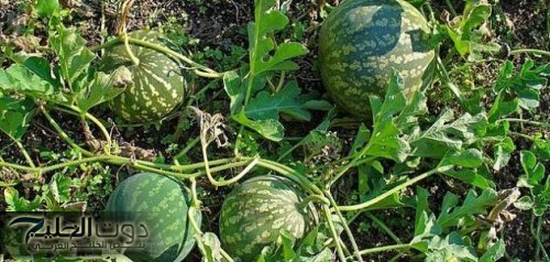 اقوى خمسين مرة من إبرة الانسولين.. عشبة صحراوية رخيصة الثمن متوفرة في كل بيت تخفض السكر التراكمي والدم