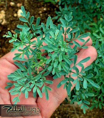 «عشبة يكرهها الجن والشياطين» .. هل تعرف العشبة التي تقضي على الجن نهائيا من المنزل؟ .. مستحيل كانت تخطر على بالك