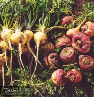 معجزة نزلت من السماء .. الكشف عن عشبة خارقة تقوي الذاكرة وترفع نسبة التركيز بنسبة 100% وتحسن المزاج تعزز