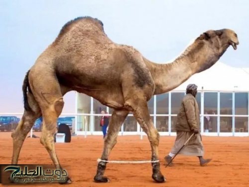 غلى من القصور .. جمل بـ200 مليون ريال يثير جنون المزادات في السعودية والخليج