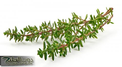 "جارتي الهندية قالتلي عليها".. عشبة طبيعية تعيد شبابك حتى لو كان عمرك 70!! | ياريتني عرفتها