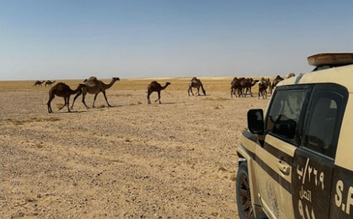 عاجل: ضبط مواطن لارتكابه مخالفة رعي في محمية الملك عبدالعزيز الملكية