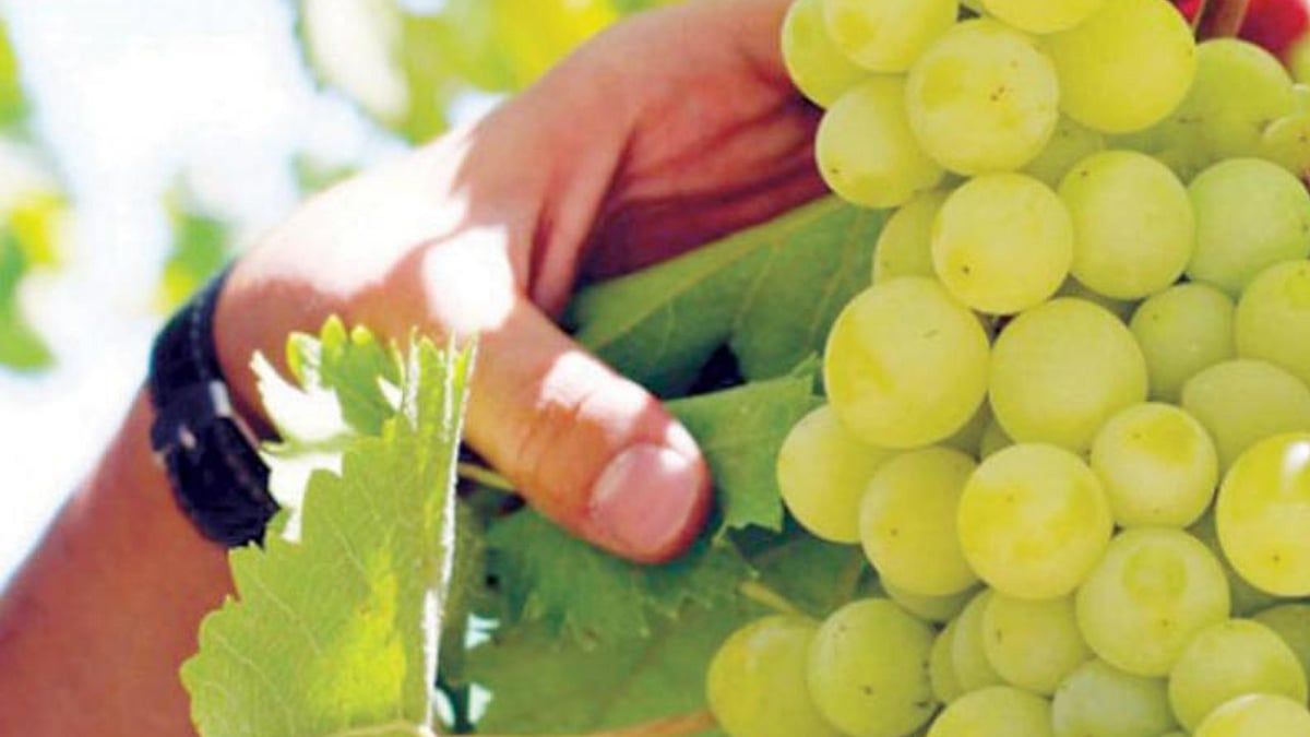 عاجل: «بيئة الباحة» ترفع وعي المزارعين بطرق الإنتاج السليم للعنب والرمان