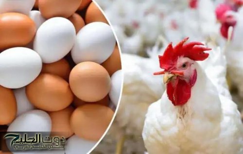«خبر يهم الكل».. أسعار الفراخ والبيض تشهد انخفاضًا ملحوظًا اليوم في الأسواق المصرية