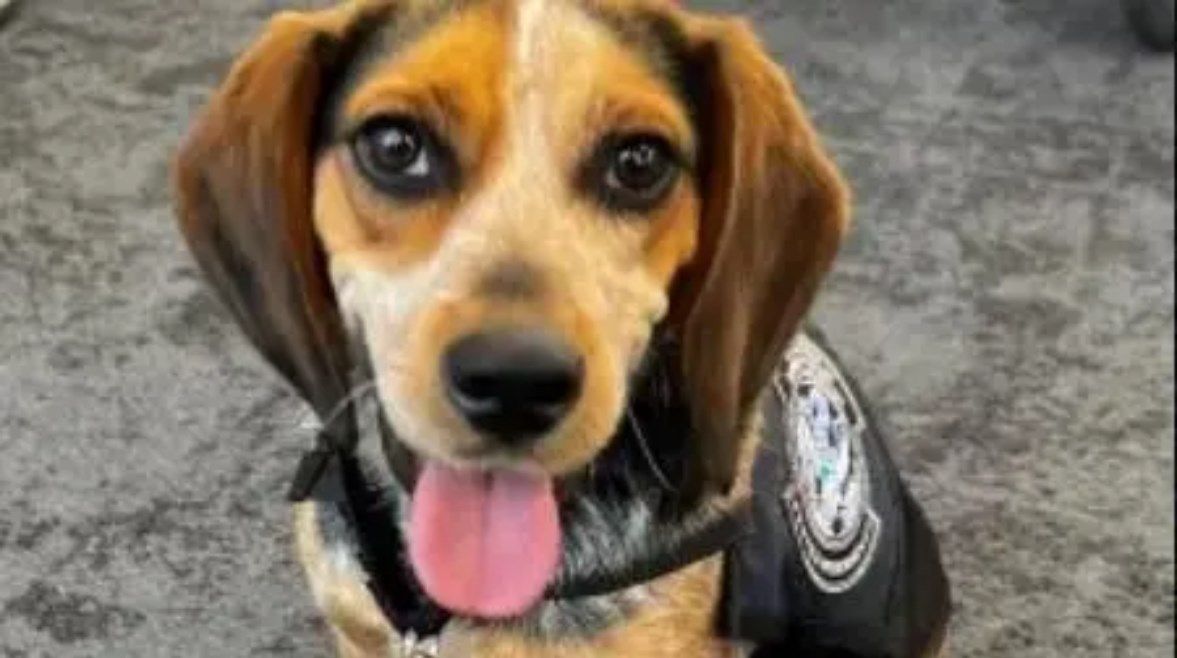 عاجل: بتهمة ركل كلب.. رحلة مسن مصري تنتهي في مطار أمريكي بغرامة وترحيل