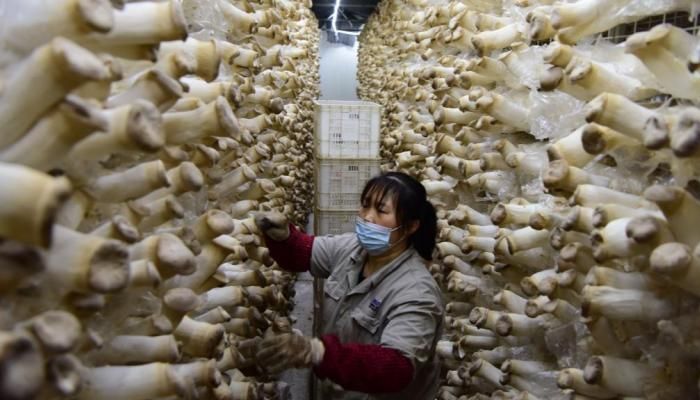 عاجل: فطر ذكي يغيّر مستقبل الزراعة الصينية