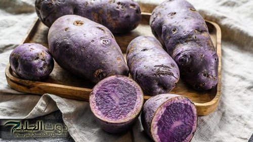 "شكلها غريب وطعمها يجنّن!".. بطاطس بنفسجية بتخسس وتقوي المناعة وبتحارب السكر والسرطان كمان!!