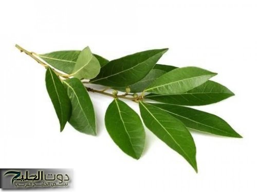 «عطار سوداني قالي عليها»..!! عشبة متواجدة برخص التراب معجزاتها المذهلة كثيرة| تناولها بهذه الطريقة!!