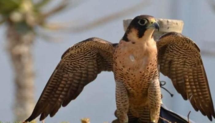 عاجل: تونس تسعى لتسجيل «فن البيزرة» بالهوارية ضمن قائمة اليونسكو للتراث الثقافي