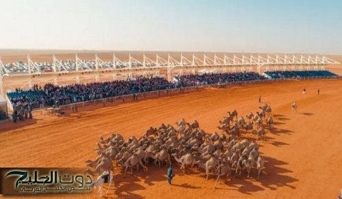 تأجيل قرار زيادة عدد متون مهرجان الإبل شلفا ولي العهد