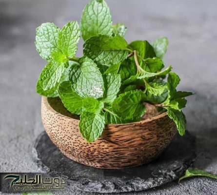 "النعناع كنز لصحتك مش هتقدر تستغني!".. اعرف فوائد النعناع الصحية منشط للقلب والدورة الدموية