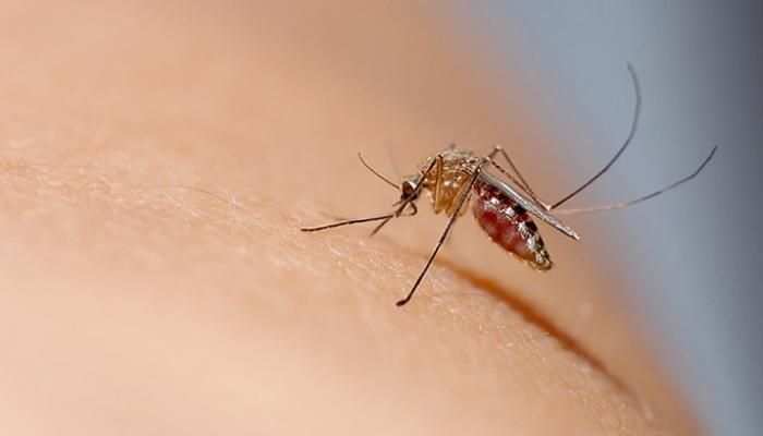 عاجل: أول وفاة بحمى الضنك في السند خلال 2025